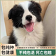 純種邊牧幼犬隕石邊境牧羊犬三通七白邊牧黑白高智商寵物幼崽狗狗 血統(tǒng)級(jí) 黑白邊牧 公