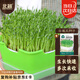 北蔬 芽苗菜種子豆芽菜無(wú)土栽培水培蔬菜種籽 白豌豆芽苗菜種子200g