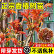 京厽高品質(zhì)香椿樹(shù)苖正宗矮化食用紅油香椿苗帶芽發(fā)貨南方不不支持退貨 正宗紅油香椿5年苗共發(fā)兩顆包成活到采摘 81cm(含)-110cm(含)