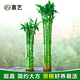 喜藝帶根轉運竹水竹富貴竹植物水養開(kāi)運竹子盆栽客廳室內招財水培綠植 開(kāi)運竹直竹 80厘米 10支 不含瓶