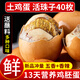 崠鮮活珠子新鮮13天五香香辣味開袋即食毛蛋活珠子雞胚蛋熟鋼化蛋雞蛋 五香20+香辣20 共40枚1600g