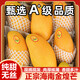 京橙美錦正宗海南三亞金煌芒水仙芒新鮮芒果熱帶水果核薄爆甜特產(chǎn)送禮整箱 9斤中果【200-300g】家庭實(shí)惠
