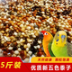 精品虎皮牡丹玄鳳中小型鸚鵡鳥食鳥糧五色黍子鸚鵡鳥糧混合營(yíng)養(yǎng)糧 5斤2500克 精品五色黍子無(wú)農(nóng)藥不打蠟