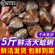 鮮活蛤蜊海捕無(wú)沙新鮮花甲貝類(lèi)生鮮花蛤超大美貝蜆子海鮮水產(chǎn)順豐 鮮活共5斤（3斤送2斤）