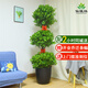 仙植緣【同城配送】搖錢樹金錢榕三層榕綠植大型盆栽陽臺觀葉植物 搖錢樹（黑瓷盆）約1.7米