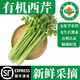 海篁山【順豐發(fā)貨】有機西芹 新鮮芹菜榨汁 新鮮采摘有機蔬菜 輕食沙拉 新鮮有機西芹4.5kg家庭實(shí)惠裝