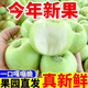 新鮮青蘋(píng)果 小蘋(píng)果酸甜脆爽口多汁應季孕婦酸水果現摘水果整箱 凈重8.5-9斤 實(shí)惠裝丨單果55mm+