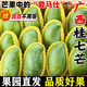 顧果鮮廣西百色桂七芒新鮮應季水果現(xiàn)摘田東桂七香芒青皮椰香甜芒整箱 9斤 桂七香芒大果【單果200-250g】
