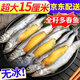 多春魚新鮮滿籽新鮮多籽魚帶籽冷凍肉質細嫩鮮活毛鱗魚柳葉魚海魚 500g（1斤1包） 家庭下酒菜 大號滿籽多春魚2斤