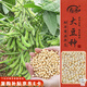 壽禾 大豆種子苗黃豆種苗秋季自種蔬菜種籽 中黃13大豆種子3斤