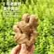 滇鮮生云南農家自種老姜母老姜頭老姜小黃姜姜茶養生藥材帶泥發(fā)貨 老姜母*1斤