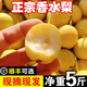 新鮮東北小香水梨當季現(xiàn)摘軟糯多汁5斤包郵特產輔食小香梨南果梨 3斤 實惠裝