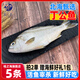 桂之海 桂（GUIZHIHAI）北海丁公魚(yú)新鮮冷凍深海魚(yú)去鱗鰓去內臟三線(xiàn)魚(yú)冰鮮斑豬魚(yú)海鮮水產(chǎn) 5條【400-500克/條】新鮮殺好