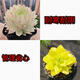 蛇年新品白娘子玉露組合多肉植物盆栽新手好養(yǎng)肉肉辦公室陽臺(tái)花卉 白娘子玉露+黃金萬兩玉露 帶盆栽好