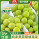 SHINE GRACE【JD包郵】正宗陽光玫瑰新鮮整串葡萄青提當(dāng)季孕婦無籽水果送禮B 【中果】單果6g+丨凈重1.8-2.2斤