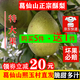 四川彭州葛仙山酥梨碭山酥梨當(dāng)季水果新鮮水果現(xiàn)摘現(xiàn)發(fā)買(mǎi)5件送1件 5斤裝(含快遞箱重量) 大果（單果6兩以上）
