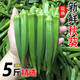 福建當季新鮮秋葵新鮮蔬菜秋葵鮮嫩黃秋葵現摘現發(fā)嫩新鮮水果秋葵 精選秋葵5斤