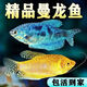澤馭名寵五彩魚曼龍魚熱帶魚不打氧觀賞魚蛋白蟲克星黃藍曼龍魚小型熱帶魚 6-8cm藍曼龍2只+金曼龍2只