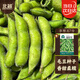 北蔬 毛豆種子種苗特早熟大莢菜豆青黃豆四季蔬菜籽 淮鮮豆7號(hào)種子50g