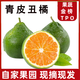 閩農(nóng)語(yǔ)果丑橘青皮蜜橘新鮮水果應(yīng)季時(shí)水果桔柑橘子青皮丑橘子 5斤【單果60-65mm】?jī)糁?.5斤 示范園種植丑橘