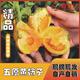 【盈倉(cāng)紅】?jī)?nèi)蒙古五原特產(chǎn)黃柿子黃番茄生鮮水果特產(chǎn) 中果黃柿子5斤（12顆裝）