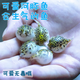 淡水河豚金娃娃觀賞魚斑馬狗頭魚除螺潛水艇魚可愛好養(yǎng)耐活呆萌 河豚2-3CM公母2只