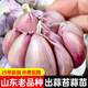 大禹大蒜種子老品種蒜頭山東紅皮香蒜大祘頭出蒜苔蒜苗紫皮批發(fā)秋播 蒜頭大蒜種子250g【出蒜苔蒜苗】