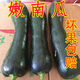 現(xiàn)摘新鮮嫩南瓜新鮮窩瓜倭瓜青皮小南瓜長南瓜新鮮蔬菜農(nóng)家自種 3斤