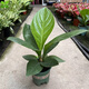 聚寶盆大葉綠植鳥巢花燭盆栽客廳招財水培植物室內(nèi)好養(yǎng)花卉發(fā)財樹 1顆聚寶盆（30~40cm）中號 帶盆種好