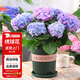 花翁繡球花苗盆栽花卉綠植八仙花源頭直發(fā) 無盡夏40-50cm高+加侖盆