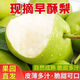 2025現(xiàn)摘早酥梨脆甜多汁薄皮梨子應(yīng)季頭茬大果冰糖雪梨酥脆化渣 3.5斤【手挑精選果】?jī)糁?斤