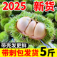 正宗云南板栗刺球5斤當(dāng)季新鮮現(xiàn)摘白皮生板栗白殼毛栗子帶刺毛球L 5斤