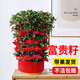 京厽高品質(zhì)富貴籽盆栽帶紅果黃金萬(wàn)兩客廳陽(yáng)臺(tái)植物花卉室不不支持退貨 富貴籽40-50厘米+原土盆帶果發(fā)貨 含盆