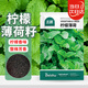 北蔬 薄荷種子苗可食用驅(qū)蚊蟲四季盆栽種薄荷種籽 檸檬薄荷種子1000粒