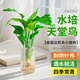 雅致天堂鳥(niǎo)水培植物花卉綠植盆栽客廳辦公室桌面50-60cm源頭直發(fā)