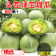山東綠寶石甜瓜新鮮水果瓜孕婦水果現(xiàn)摘現(xiàn)發(fā)水果 5斤 凈重4.5斤 精選 單果180g+