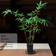 CLCEY紅竹觀(guān)音竹盆栽室內禪意綠植書(shū)房茶室創(chuàng  )意盆景辦公室桌面竹子盆栽 110#原盆紅觀(guān)音竹(精品3-5桿) 帶盆栽好