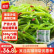 蓋世（Gaishi） 調(diào)味裙帶菜袋裝酸甜/芥末/麻辣三種口味中華海藻夜宵即食涼菜 麻辣味500g*2