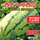 農(nóng)之子（NONGZHIZI） 西農(nóng)八號西瓜種子大西瓜特大瓜果蔬菜籽適合南方正宗 西農(nóng)八號西瓜種子 30粒/大果型