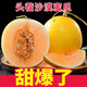 正宗甘肅民勤蜜瓜沙漠黃河蜜新鮮金紅脆寶糖心甜香瓜頭茬當季整箱 7-8斤