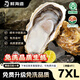 鮮海道【活鮮】鮮海道生蠔  乳山牡蠣 新鮮海蠣子生鮮貝類 超大7XL-帶箱5斤（4-6只）