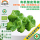彩虹雨 北京有機皺皮青辣椒250g 微辣歐盟認證有機蔬菜生鮮自有農(nóng)場現(xiàn)摘