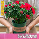 【帶花苞】四季杜鵑花開(kāi)花綠植室內外花卉植物盆栽陽(yáng)臺庭院客廳 【美人西施】紅杜鵑 【3棵】帶花苞 送肥