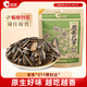 洽洽原香瓜子350g原香葵花籽宿舍網(wǎng)紅休閑零食小吃炒貨大包裝