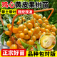 瑯闕雞心黃皮果樹(shù)苗盆栽南北方種植庭院地栽當年結果30-50cm源頭直發(fā)