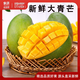 閩農(nóng)語果新鮮大青芒當(dāng)季新鮮水果當(dāng)季芒果青皮芒果帶箱云南水果生鮮芒果 【5斤 | 單果300g起】?jī)糁?.5斤 【老樹鮮果】