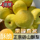 碭山酥梨正宗梨子水果批發(fā)水果新鮮 應(yīng)季水果皇冠梨貢梨孕婦水果 3斤 實(shí)惠裝丨55-60mm