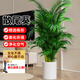 散尾葵植物盆栽客廳大型綠植室內落地辦公室鳳尾竹天堂鳥(niǎo)四季好養 精美大型散尾葵(原土原盆綠植園直發(fā))品質(zhì)保正 40--50裸苗不帶土3棵左右