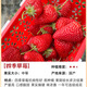 瑰瑋奶油草莓苗盆栽帶盆帶土種籽子可食用紅顏四季結果陽臺種植新苗秧 四季草莓10顆（裸根苗泥漿發(fā)貨） 不含盆