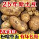 星派果新鮮黃心爆皮土豆9斤現挖現發(fā)農家軟糯香甜洋芋馬鈴薯黃心小土豆 黃心土豆   帶箱9-10斤中果